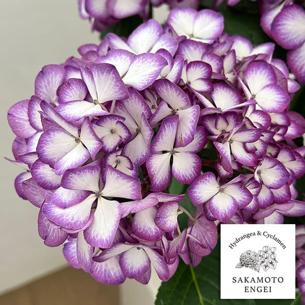 アジサイ：ジャパーニュ　ミカコ（ブルー）5号鉢植え