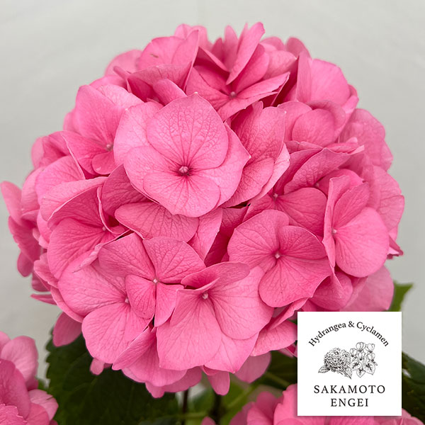 アジサイ：ピンクダイヤモンド（ピンク）5号鉢植え