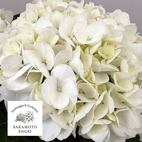 アジサイ：ホワイトダイヤモンド（ホワイト）5号鉢植え