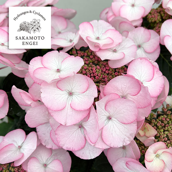 アジサイ：空色のしずく（ピンク）5号鉢植え