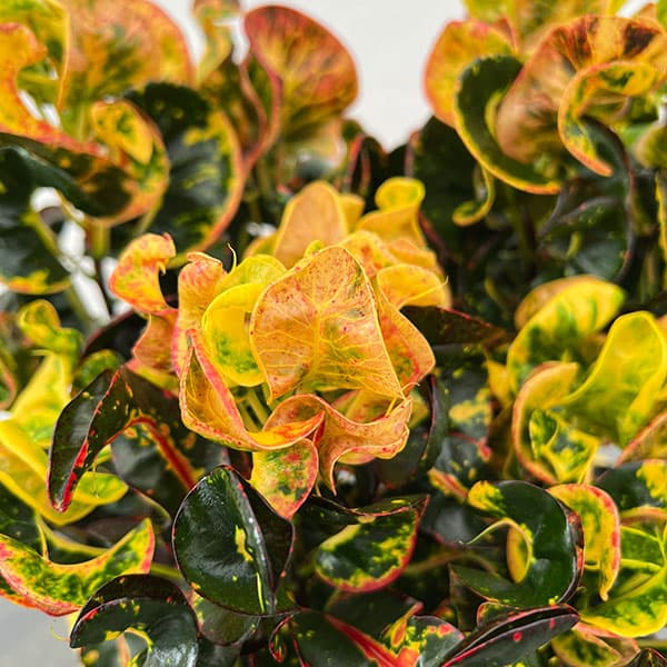 園芸ネット本店｜クロトン：ひらり 4号鉢入り の通販【公式】