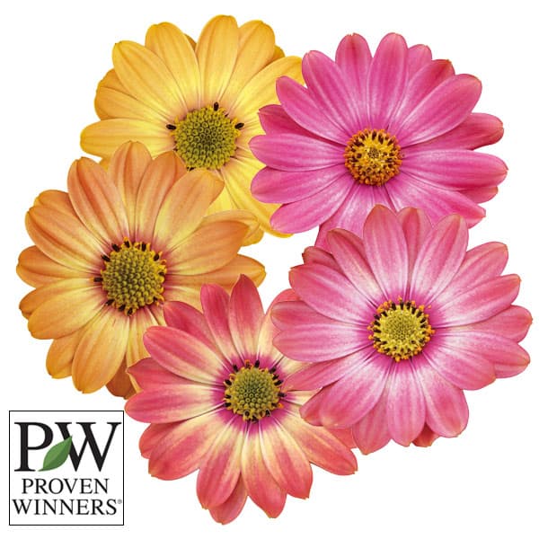 オステオスペルマム：キャンディフィールズ・ベリーズパイン5号鉢植え