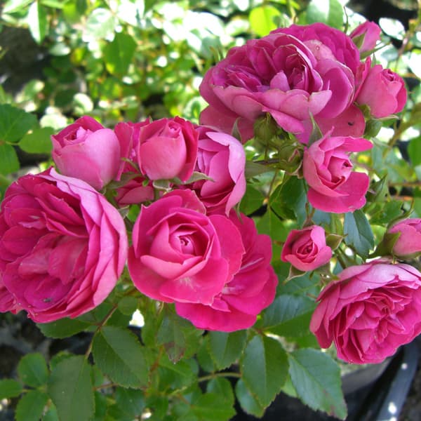 [25年11月中下旬予約]ミニバラ：ピンク・グリーン・アイス大苗