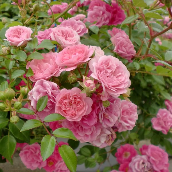 [25年11月中下旬予約]ミニバラ：フェアリー・ボタン大苗