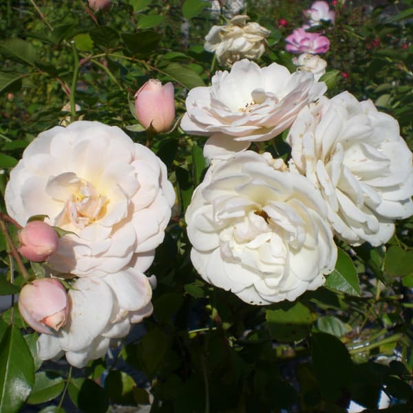 [25年11月中下旬予約]四季咲中輪バラ：エブル・アイスバーグ大苗