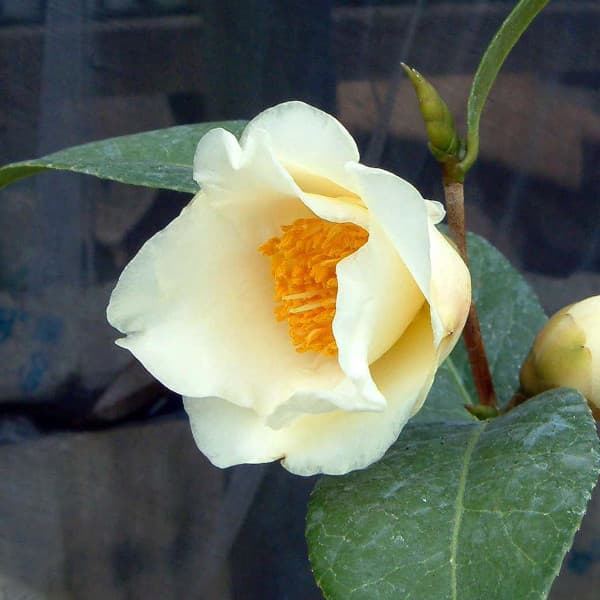 ツバキ（椿）：初黄（ショコウ）6号鉢植え