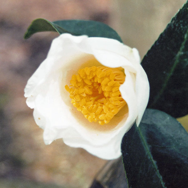 ツバキ（椿）：白嶺（はくれい） 6号鉢植え