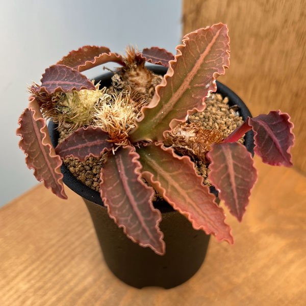 園芸ネット本店｜ユーフォルビア：フランコイシー 2.5号鉢植え の通販