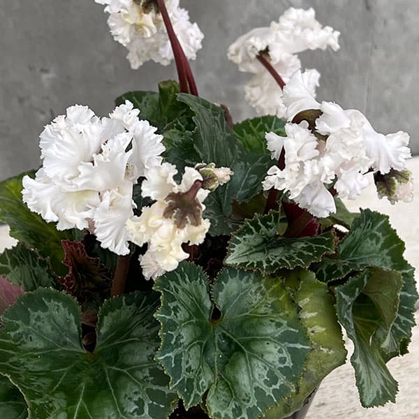 シクラメン：スワン　ストライプ3号ポット