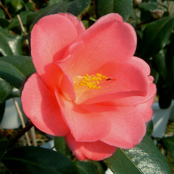 ツバキ（椿）：蓮華（れんげ）6号鉢植え