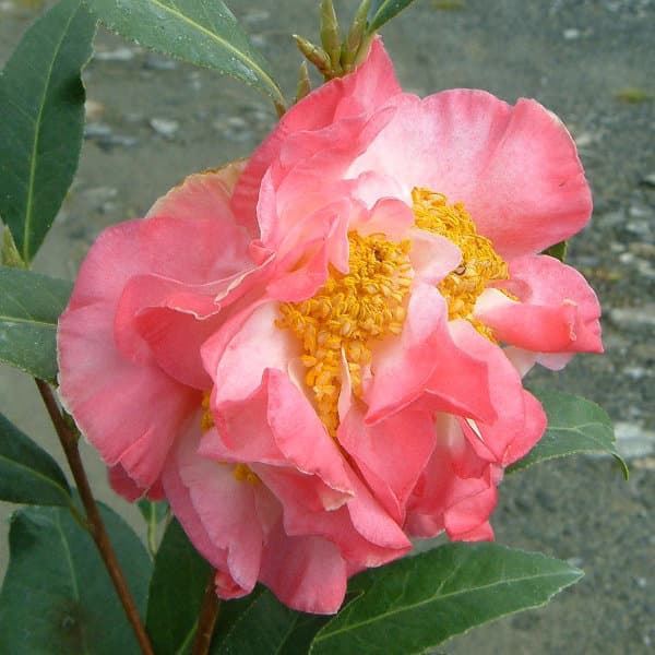 ツバキ（椿）：花芙蓉6号鉢植え