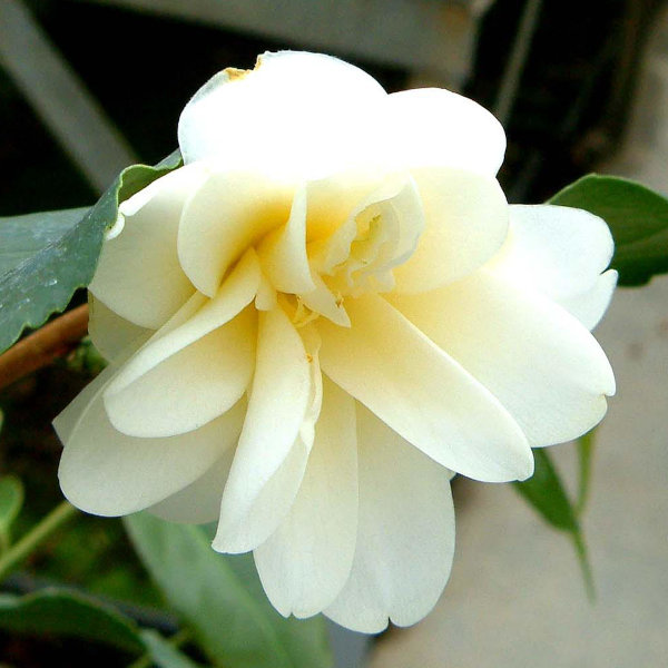 ツバキ（椿）：黄蓮華（きれんげ）6号鉢植え