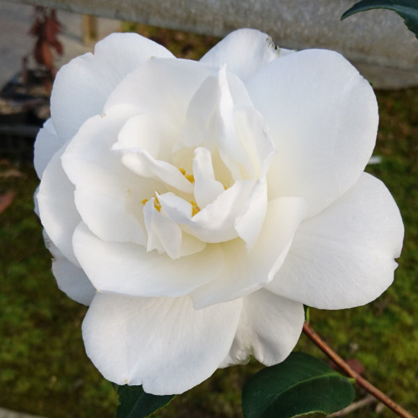 ツバキ（椿）：都鳥（みやこどり）6号鉢植え