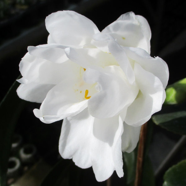 ツバキ（椿）：白孔雀（しろくじゃく）6号鉢植え