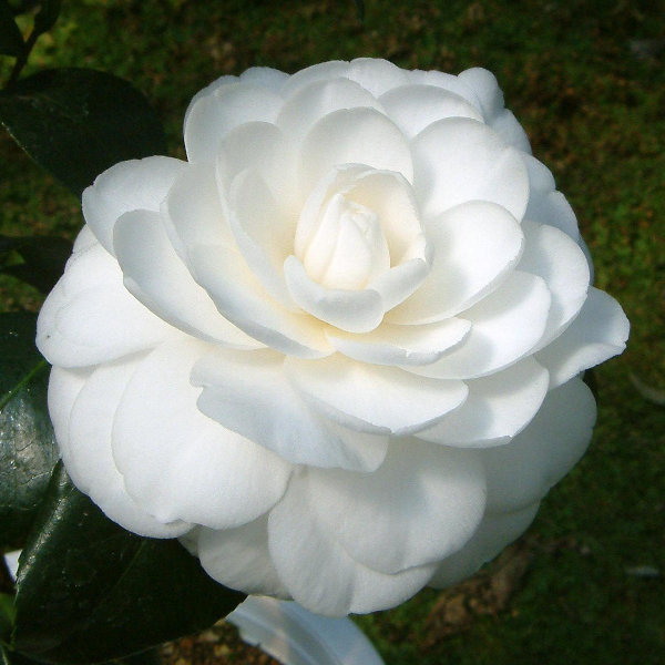 ツバキ（椿）：薩摩（さつま）6号鉢植え