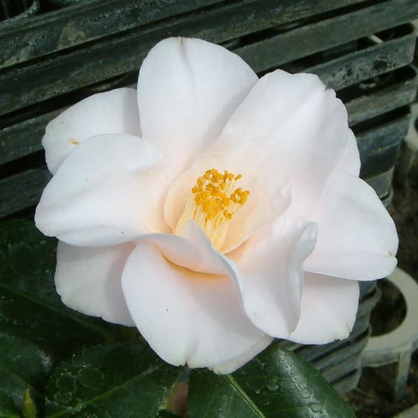 ツバキ（椿）：羽衣（はごろも）6号鉢植え