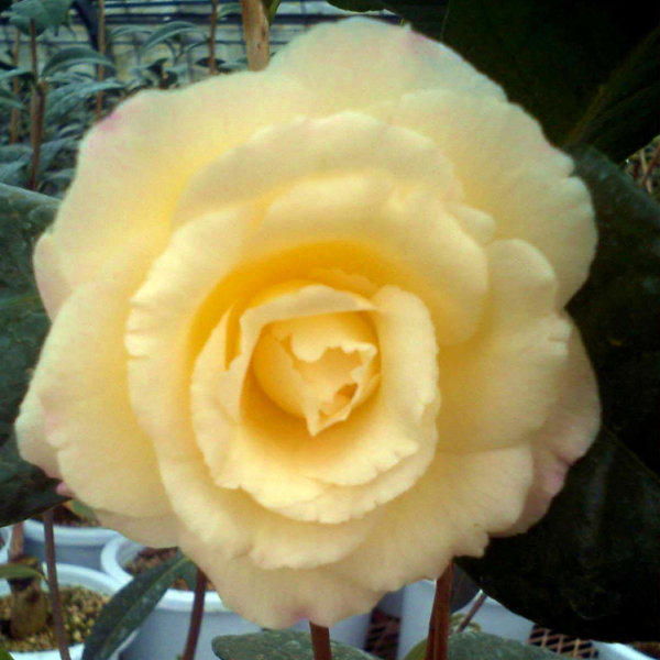 ツバキ（椿）：新世紀（しんせいき）6号鉢植え