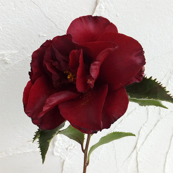 [26年2月中下旬予約]ツバキ（椿）：ブラックマジック6号鉢植え