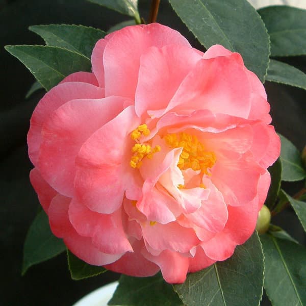 ツバキ（椿）：スプリングデイズ6号鉢植え