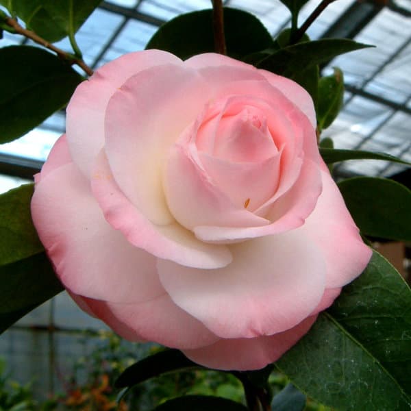 ツバキ（椿）：ミリンダ6号鉢植え