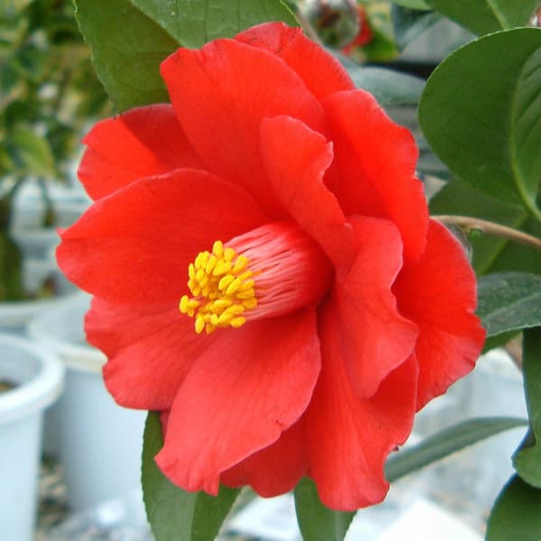 ツバキ（椿）：ファイヤーダンス6号鉢植え