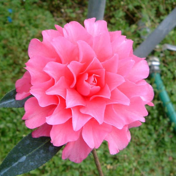 ツバキ（椿）：ピンクダリア6号鉢植え