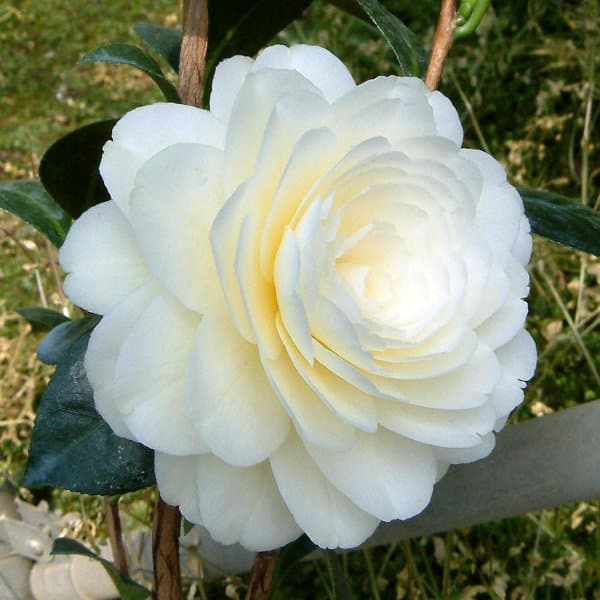 [26年2月中下旬予約]ツバキ（椿）：ダローネガ5号鉢植え