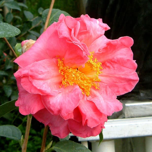 ツバキ（椿）：ロイスシナート6号鉢植え