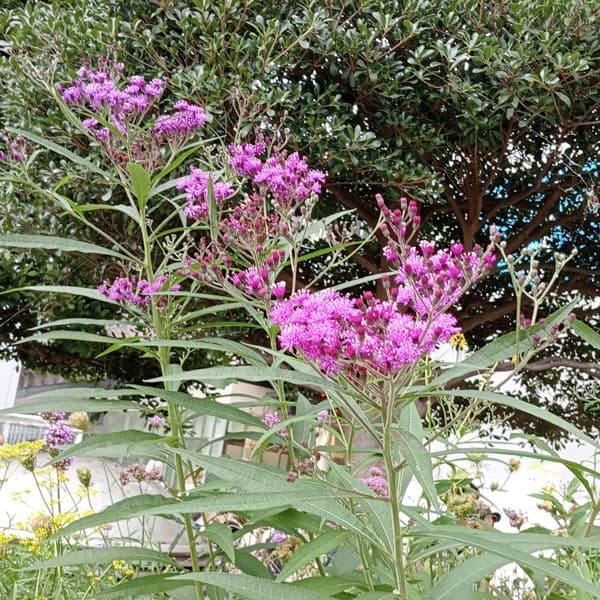 バーノニア：ノボラセンシス3-3.5号ポット