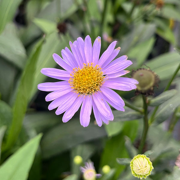 [26年2月中下旬予約]アスター：コライエンシス（チョウセンヨメナ）3.5号ポット