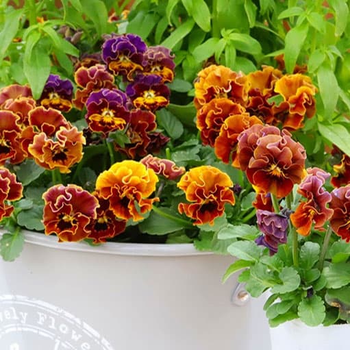 MSKガーデン極小-小輪バタフライフリンジ系ビオラ：エンジェル