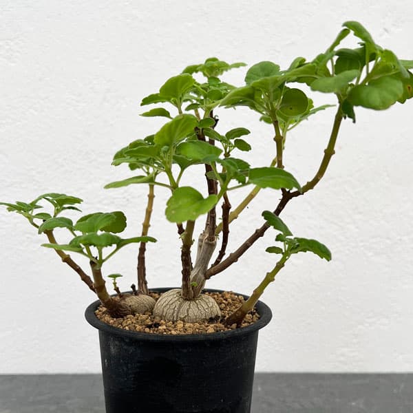 プレクトランサス：エルンスティ（スペシャル）　3号鉢植え