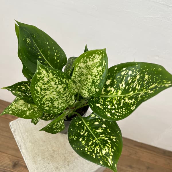 アグラオネマ専用観葉植物 アグラオネマ：カムライトン 4号鉢入り の通販 | 園芸ネット