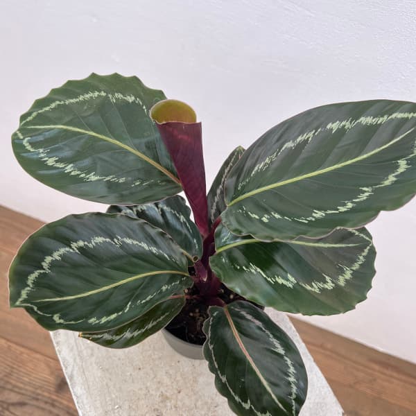 カラテア:ジャングルローズ 4号鉢植え