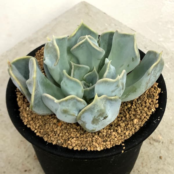 エケベリア：スリラーパール　3号鉢植え