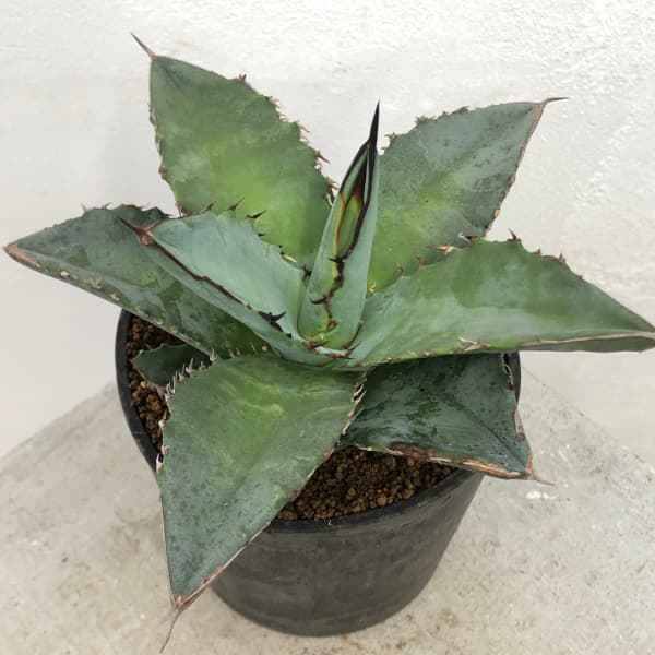 園芸ネット本店｜アガベ：チタノタ ブルー 3.5号鉢植え* の通販【公式】