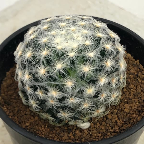 園芸ネット本店｜マミラリア ：明星（みょうじょう）2.5号鉢入り の