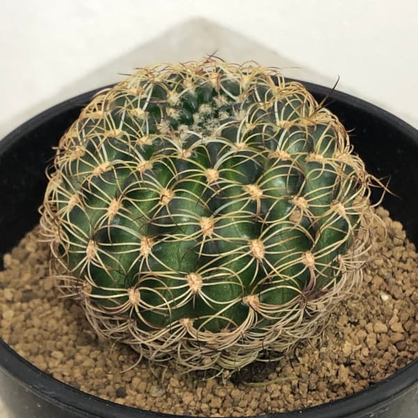 終了】柱サボテン 希少品種 極超耐寒性 開花株 木質化