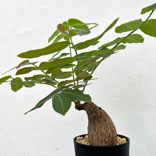 フィランサス：ミラビリス 5号鉢植え の通販 | 園芸ネット