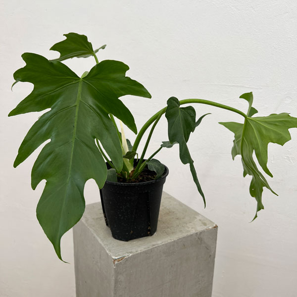 フィロデンドロン：マヨイタヒチ　5号鉢植え