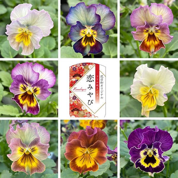 園芸ネット本店｜[送料無料]ビオラ（フリル咲き）：恋みやび（ミックス