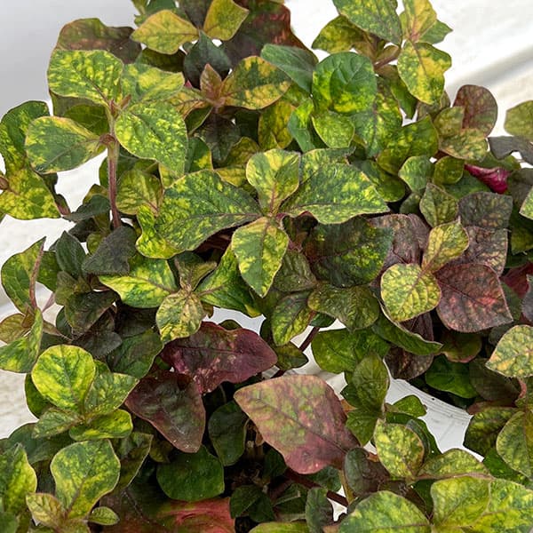 [26年4月上旬予約]アルテルナンセラ：マーズ2.5号ポット