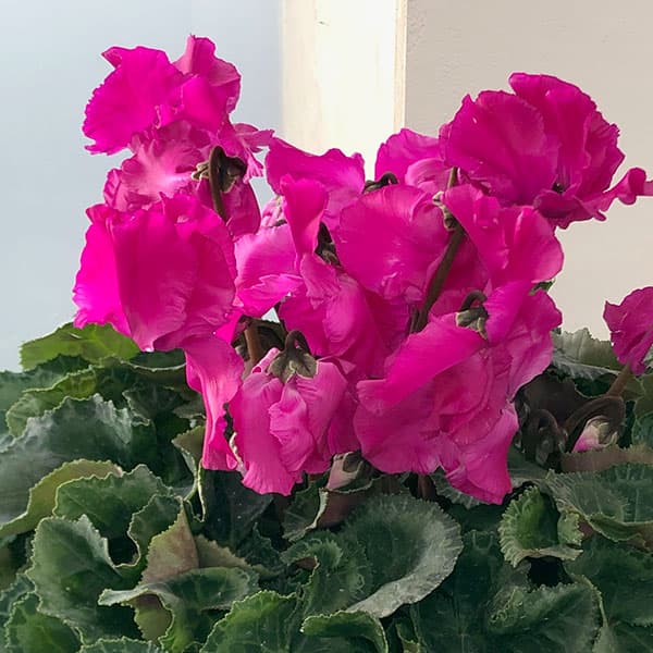 シクラメン:ひらり むらさき5号鉢植え