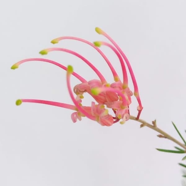 園芸ネット本店｜グレヴィレア：センパフローレンス5号鉢植え の通販