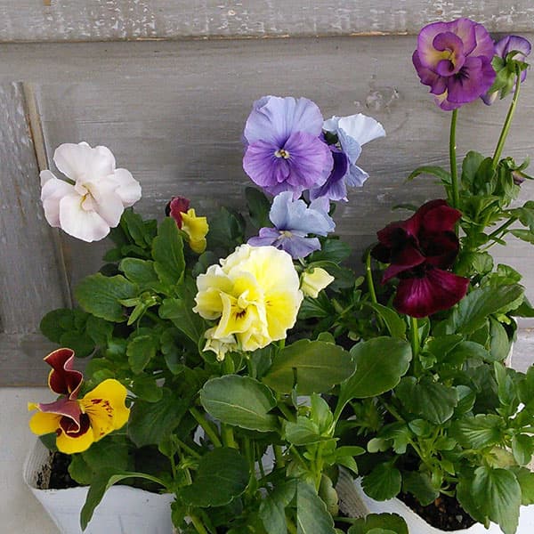 [送料無料]パンジー：シュシュ（花色いろいろ）3～3.5号ポット 24株セット