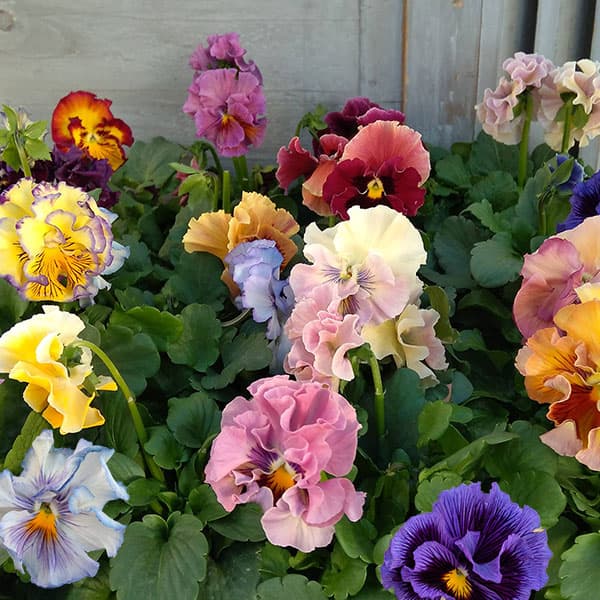 [送料無料]パンジー：ワッフル（花色いろいろ）3～3.5号ポット 24株セット