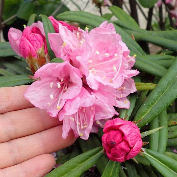 ホソバシャクナゲ/細葉石楠花【品番3317】 ホソバシャクナゲ/細葉石楠花【品番3317】 - メルカリ