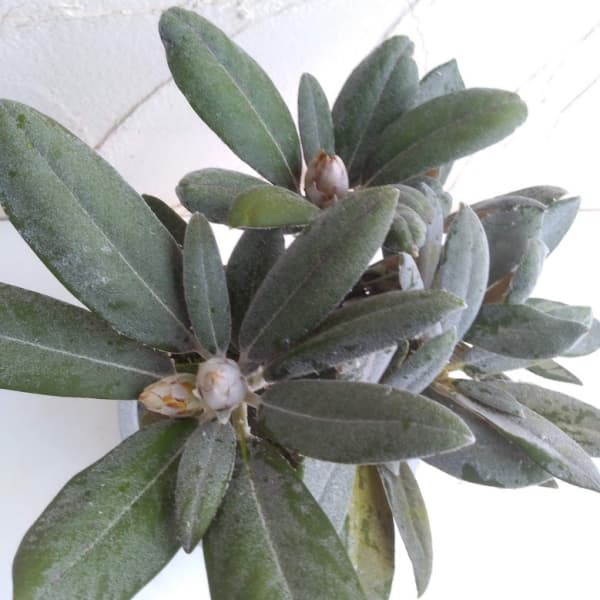 日本シャクナゲ：屋久島（やくしま）3号ポット