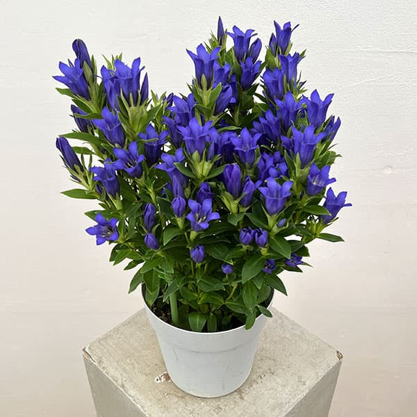 リンドウ:シャインブルーアシロ5号鉢植え