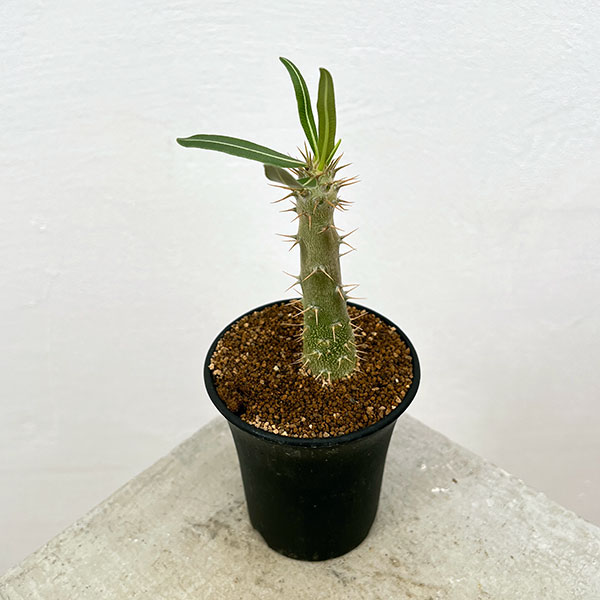 園芸ネット本店｜パキポディウム：ロスラーツムカクチペス 3号鉢植え